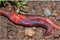 Refer to the figure.   Gas exchange in this animal occurs through A)  spiracles. B)  a thin, permeable body wall. C)  gills. D)  lungs. E)  a lophophore.