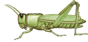 Refer to the figure.   The juvenile stage of this adult insect A)  has no mouthparts. B)  gradually changes to the adult form. C)  is reproductively active. D)  would be described as holometabolous. E)  has two pairs of stiff, membranous wings.