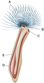 Refer to the figure.   Label the lettered structures with the following: lophophore tentacles, mouth, anus, outer covering (chitinous tube), and gut.Is the organism a phoronid or an ecdysozoan?