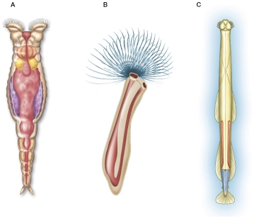The organisms shown in the figure are lophotrochozoans.   The lophophore is thought to have either evolved independently at least twice, or it is an ancestral feature and has been lost in many groups.Based on the figure, propose an argument as to which of these two statements is correct.