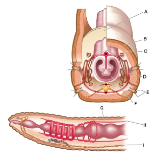 Refer to the figure showing an annelid segment cross and longitudinal section.   Label the lettered structures with the following: blood vessel, intestine, circular muscle, longitudinal muscle, setae (bristles), septum between segments, nerve cord, coelom, and excretory organ.Identify the primary structures that would allow the annelid to move through a terrestrial environment.
