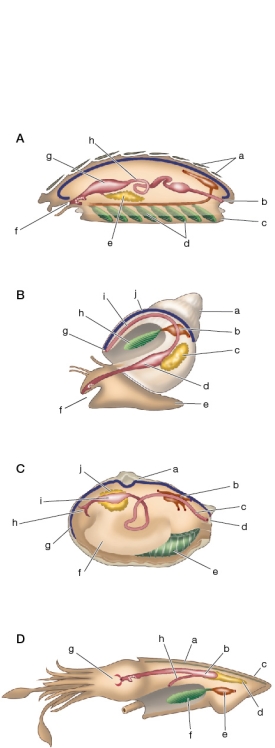 Refer to the figure.   Identify each organism (A.-D.) as cephalopod, chiton, bivalve, and gastropod.Then identify the following structures for each organism that has them: stomach, intestine, foot, anus, gill(s), mantle, shell, beak, heart, mouth, and digestive gland.