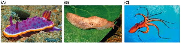 Refer to the figure.   Which three types of organisms are shown? Which structures are common among these organisms? How has modification of these structures led to increased species diversity?