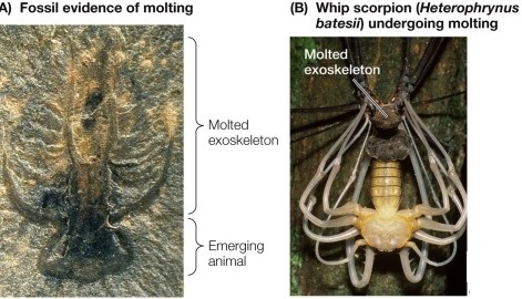Refer to the figure showing molting in a fossilized arthropod and in an extant arthropod.   Which of the following is false? A)  Molting shown in the 500-million-year-old fossil arthropod supports the hypothesis that molting may have evolved only once. B)  The structure being shed is a cuticle. C)  The structure being shed is soft and easily pierced. D)  The new cuticle must expand and harden. E)  The process of molting is necessary for growth.