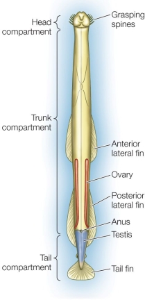 Refer to the figure showing an arrow worm.   Which of the following about arrow worms is true? A)  They are hermaphroditic. B)  They are acoelomates. C)  Their fins function in gas exchange. D)  They do not possess a complete digestive tract. E)  They possess a hemocoel.