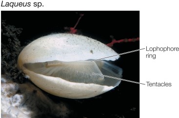 Refer to the figure.   What conclusions can be drawn from the fact that brachiopods are not closely related to bryozoans or mollusks? A)  The lophophore has arisen only once in evolution. B)  A body form with two valves (shells)  is unique to brachiopods. C)  Mollusks are a sister group to bryozoans. D)  The molluscan lophophore is oriented in a lateral direction. E)  A body form with two valves (shells)  has evolved independently at least twice.