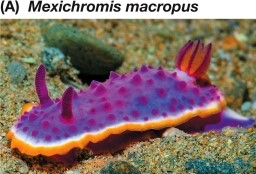 Refer to the figure showing a nudibranch.   Nudibranchs are poisonous.The bright colors of the upper side of the body A)  imitate a shell. B)  resemble a poisonous plant. C)  warn predators. D)  provide camouflage. E)  are specials area for gas exchange.