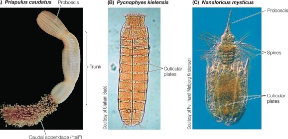 Refer to the figure.   Which of the following correctly names the organisms shown, from left to right? A)  Kinorhynch, priapulid, loriciferan B)  Loriciferan, kinorhynch, priapulid C)  Priapulid, loriciferan, kinorhynch D)  Priapulid, kinorhynch, loriciferan E)  Loriciferan, priapulid, kinorhynch,