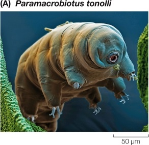 Refer to the figure.   Which statement about the organism shown in the figure is false? A)  It is a tardigrade. B)  It can withstand desiccation. C)  It is tiny (0.5-1.5 millimeters long) . D)  It lacks both a circulatory system and gas exchange organs. E)  It has a stiff exoskeleton and jointed legs.