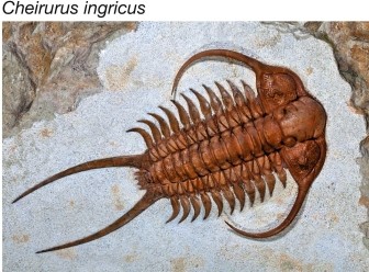 Refer to the figure.   What features found within modern arthropod groups cannot be seen in this 450-million-year-old fossil of a Devonian trilobite? A)  Wings B)  Specialization of some segments C)  Exoskeleton D)  Segmentation E)  Legs that are jointed