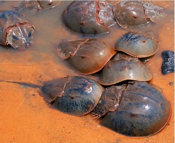 Refer to the figure.   This organisms shown are A)  ticks. B)  trilobites. C)  horseshoe crabs. D)  myriapods. E)  hexapods.