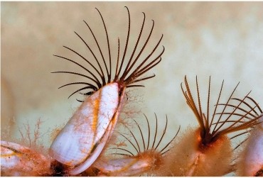 Refer to the figure.   This animals shown are A)  marine annelids. B)  marine crustaceans. C)  freshwater mollusks. D)  marine mollusks. E)  freshwater annelids.