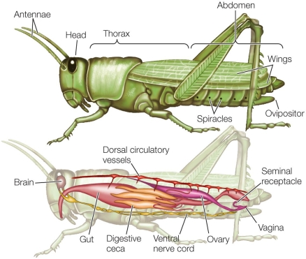 Refer to the figure.   Based on the figure and what you know about arthropods, what feature(s)  distinguish insects from all other arthropod groups? A)  Thoracic regions that have no appendages B)  Bodies divided into two regions C)  Paired set(s)  of wings D)  Mandibles E)  A ventral nerve cord