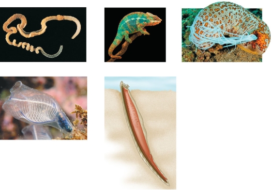Refer to the figure.   Which characteristic is shared by all the animals shown in the figure? A)  Pharyngeal slits B)  Internal skeleton C)  Blastopore that develops into the anus D)  Ciliated larva E)  Water vascular system