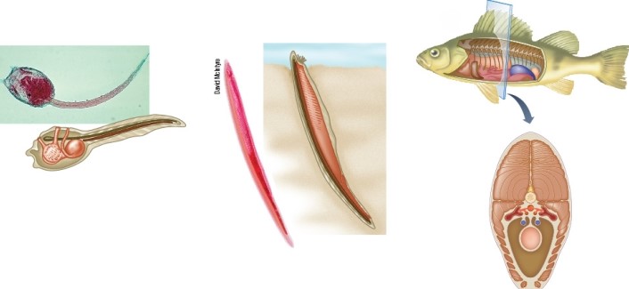 Refer to the figure.   Which statement about the three organisms shown in the figure is false? A)  They are all vertebrates. B)  They are all chordates. C)  They are all deuterostomes. D)  They all have pharyngeal slits at some developmental stage. E)  They are all hemichordates.