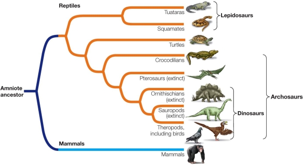 Refer to the figure.   In which two groups of amniotes did endothermy convergently evolve? A)  Crocodilians and mammals B)  Theropods and crocodilians C)  Theropods and mammals D)  Sauropods and theropods E)  Sauropods and mammals