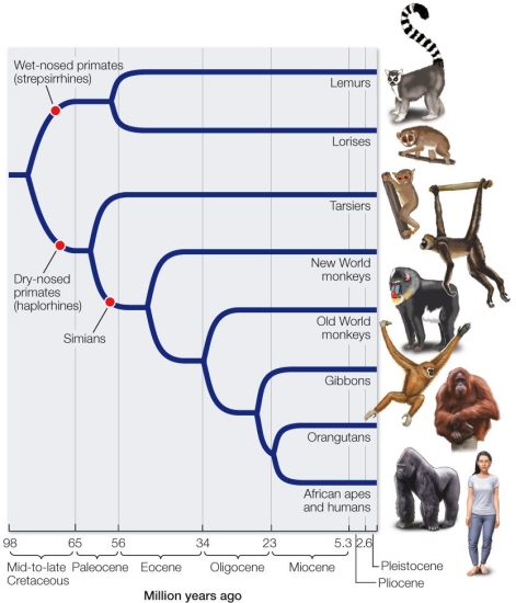 Refer to the figure.   Spider monkeys of Central America and mandrils, found in Africa, A)  evolved from a common ancestor while these land masses were still close to each other. B)  share a common ancestor with orangutans. C)  evolved independently from a wet-nosed ancestor. D)  exhibit convergent evolution. E)  are the closest primate ancestors of humans.