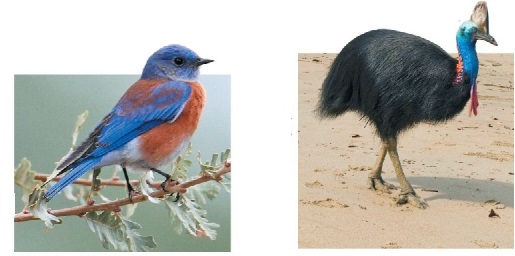 Refer to the figure.   Of the two major groups of birds, the _______ contain the bird shown at left, and the _______ contain the bird at right.