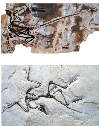 Refer to the figure.   One of the key characteristics of these fossilized theropods that led to flight in birds is _______.