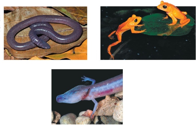 Refer to the figure showing several species of amphibians.   How are the amphibians shown in the figure similar? How do they differ? Address habitat and life cycle in your answer.