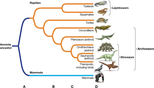 Refer to the figure.   The Mesozoic era marked the breakup of the major continents.Using the phylogeny shown, propose the likely geological and climatic changes that occurred at each letter (A-D).Provide evolutionary evidence to support your justifications.