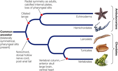 Refer to the figure.   Based on the figure, the sister group of tunicates are the A)  lancelets. B)  vertebrates. C)  hemichordates. D)  echinoderms. E)  hemichordates and lancelets.