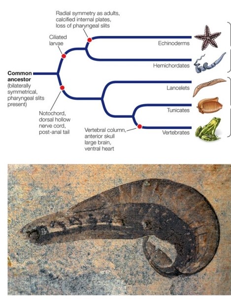 Refer to the figure.   Which trait is not found in early deuterostomes, including the extinct yunnanozoan (shown) ? A)  Pharynx with slits through which water flowed outward B)  Segmented posterior body C)  Vertebral column D)  Bilateral symmetry E)  Mouth
