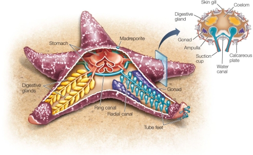Refer to the figure.   In the figure, the madreporite is an external opening of a calcified tube that communicates with the circular canal in the middle of the animal.What substance passes through the madreporite, and in which direction? A)  Salt water passes through the madreporite into the body and into the water vascular system. B)  Blood passes through the madreporite out of the body from the circulatory system. C)  Digestive wastes pass through the madreporite out of the body. D)  Fresh water passes through the madreporite out of the body from the water vascular system. E)  Water passes through the madreporite into the digestive system.