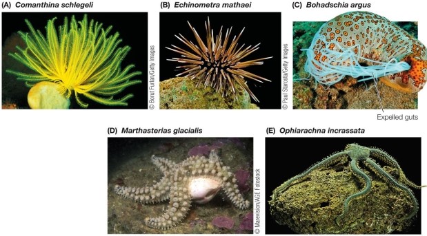 Refer to the figure.   Which of the animals shown in the figure has ball-and-socket joints between its spines and its endoskeleton? A)  Feather star (Comanthina schlegeli)  B)  Sea urchin (Echinometra mathaei)  C)  Sea cucumber (Bohadschia argus)  D)  Sea star (Marthasterias glacialis)  E)  Brittle star (Ophiarachna incrassata)  