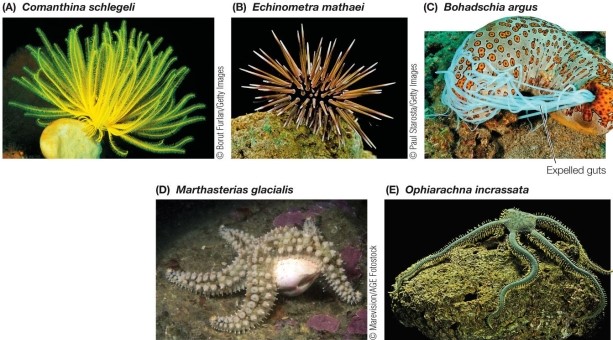 Refer to the figure.   Which animal shown in the figure has arms composed of hard, jointed plates? A)  Feather star (Comanthina schlegeli)  B)  Sea urchin (Echinometra mathaei)  C)  Sea cucumber (Bohadschia argus)  D)  Sea star (Marthasterias glacialis)  E)  Brittle star (Ophiarachna incrassata)  