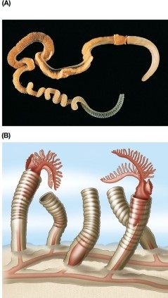Refer to the figure showing an acorn worm (top)  and pterobranchs (bottom) .   Which statement regarding structure and function of body parts in the hemichordates shown is false? A)  Pterobranchs live in a tube secreted by the proboscis. B)  In acorn worms, cilia convey mucus and its attached prey to the mouth. C)  In pterobranchs, tentacles from the collar capture small prey. D)  Acorn worms possess a proboscis and trunk but no collar. E)  Acorn worms breathe by pumping water into the mouth and out through the pharyngeal slits.