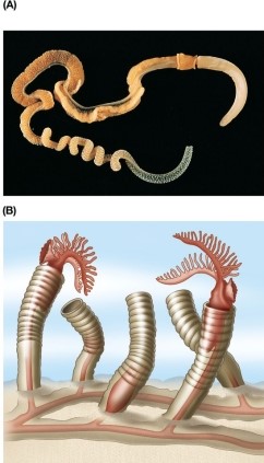 Refer to the figure showing an acorn worm (top)  and pterobranchs (bottom) .   Which of the following is a feature or features of pterobranchs but not of acorn worms? A)  Proboscis B)  Collar C)  Tentacles D)  Trunk E)  Tube feet