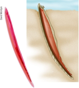 Refer to the figure showing a larval and an adult lancelet.   In the lancelet, which features are not chordate synapomorphies? A)  Notochord B)  Segmented muscles C)  Post-anal tail D)  Dorsal hollow nerve cord E)  A complete gut