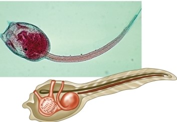 Refer to the figure.   The figure shows a _______ at the _______ life cycle stage. A)  sea squirt (ascidian) ; adult B)  lancelet (cephalochordate) ; adult C)  sea star (echinoderm) ; larva D)  sea squirt (tunicate) ; larva E)  lancelet (cephalochordate) ; larva 