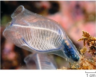 Refer to the figure.   How do the adults of the species in the figure differ from their larvae? A)  The larvae are chordates; the adults are not. B)  The larvae have only two of the three chordate synapomorphies. C)  The adults are sessile; the larvae are motile. D)  The adults are deuterostomes; the larvae are not. E)  Larvae are found in fresh water; adults are marine.