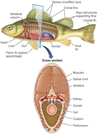 Refer to the figure.   The figure illustrates the vertebrate body plan.Which of the following is not a feature of all vertebrates? A)  Skull with a dorsal brain and spinal cord B)  Internal skeleton C)  Jaws with teeth for processing food D)  Internal organs suspended in a coelom E)  Well-developed circulatory system, with a ventral heart