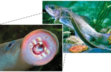 Refer to the figure showing a Petromyzon marinus.   This lamprey shown obtains nutrients by A)  attaching to fish and chewing away the body wall. B)  attaching to fish with its jawless mouth and rasping away flesh. C)  filtering plankton through the pharyngeal basket. D)  filtering plankton through the gills. E)  burying its body in the sand and actively grabbing prey with its mouth.
