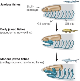 Refer to the figure.   What modification in jaw structure has occurred in modern jawed fishes that was not present in early jawed fishes? A)  A set of gill arches has been modified into supports for the jaws. B)  Jaws have been modified to form gill arches. C)  The anterior part of the skull has been modified to form jaws. D)  Teeth have formed from posterior gill arches. E)  Pectoral flaps have been modified into early jaws.