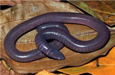 Refer to the figure showing a caecilian.   Given the body form of caecilians and where they live, what food do these organisms most likely eat? A)  Soil invertebrates B)  Plankton C)  Grasses D)  Eggs of ground-nesting birds E)  Shallow-water invertebrates