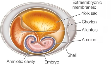 Refer to the figure.   What is the function of the large amount of yolk in the amniote egg shown? A)  It prevents water loss. B)  It provides nutrition, allowing the embryo to attain a relatively advanced state of development before hatching. C)  It stores wastes. D)  It provides physical support. E)  It facilitates gas exchange with the environment.