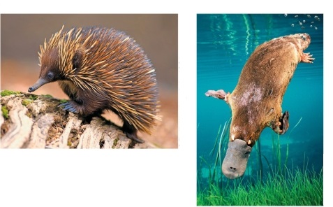 Refer to the figure.   Which statement about these two animals is false? A)  Both lay eggs. B)  They are prototherians. C)  Both have fur. D)  One is a marsupial. E)  One is a duck-billed platypus.