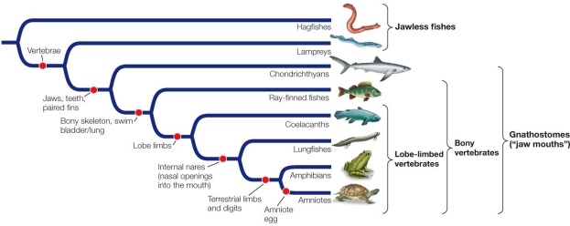 Refer to the figure.   Why do some biologists consider the term  craniates  more appropriate than  vertebrates  in referring to the group that includes hagfishes along with the rest of the vertebrates? A)  Hagfishes have bony vertebrae. B)  Hagfishes have skeletons made of cartilage. C)  Hagfishes have partial skulls. D)  Hagfishes have jaws. E)  Hagfishes have pharyngeal arches.