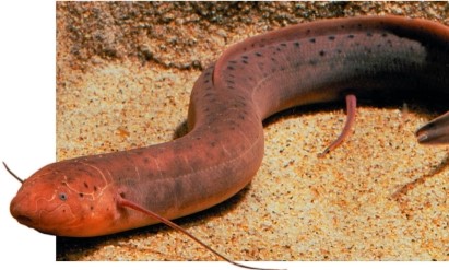 Refer to the figure.   Which statement about the lungfish (shown)  is true? A)  It can survive in mud in an inactive state by breathing air. B)  It exchanges gases only through gills. C)  Its gills are modified lunglike sacs. D)  It is primarily terrestrial but is able to move into aquatic habitats. E)  It possess a swim bladder and lunglike sacs.