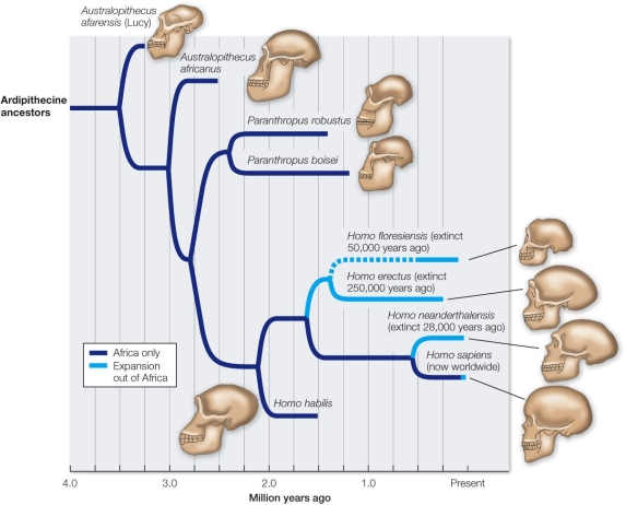 Refer to the figure.   From the figure, what can you conclude about the relationship between Homo erectus and H.sapiens? A)  They simultaneously evolved in, and expanded out of, Africa. B)  There is no overlap in their presence in the fossil record. C)  They both have H. habilis as a common ancestor. D)  They share a common ancestor. E)  They both evolved from Australopithecus africanus.