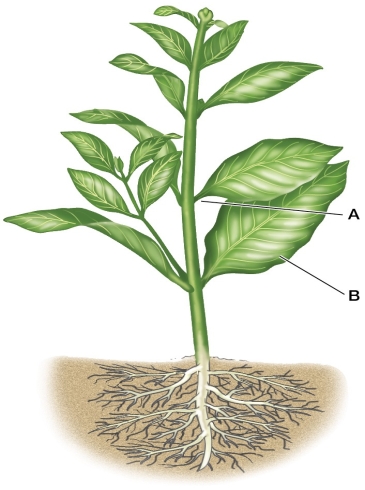 Refer to the figure showing the basic plant body plan.   The taproot system shown in the figure indicates that this is a A)  gymnosperm. B)  fern. C)  eudicot. D)  monocot. E)  magnoliid