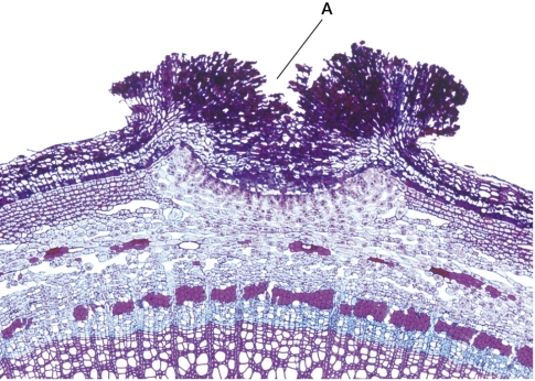 Refer to the figure showing a plant periderm.   The periderm, which is the outer layer of the secondary plant body, provides protection for interior tissues by keeping water in and pathogens out.What function is provided by structure A in the figure? A)  Location for mycorrhizal colonization B)  Uptake of water C)  Production of chemicals that deter herbivores D)  Gas exchange with the environment E)  Capture of wind-blown pollen