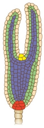Refer to the figure showing the torpedo stage of plant embryogenesis.   The yellow and red regions of the figure refer to apical meristems, regions of undifferentiated cells.How is this significant for plant growth?