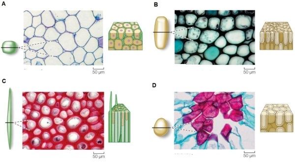Refer to the figure showing various types of ground tissue cells.   A scientist is analyzing the fruit of a relative of pear and finds that, like pear, this fruit has a gritty texture.Which of the cell types shown (A‒D) is/are probably responsible for this texture? Identify the cell type(s).