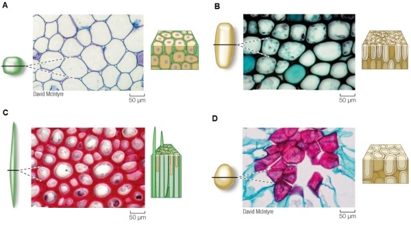 Refer to the figure showing various types of ground tissue cells.   Which of the cell types shown (A‒D) is/are most commonly associated with support of the plant body? Identify the cell type(s).
