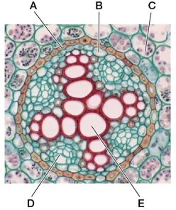Refer to the figure showing the stele of a buttercup root in cross section.   When leaves are incubated in radioactive CO<sub>2</sub>, which tissue shown in the figure will accumulate the most radioactivity? Identify the tissue layer.